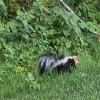 Golden Golf Club Hole #6 - Wildlife - Sunday, August 16, 2026 (Columbia Valley #2 Trip)